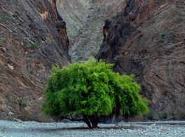 Images from the land of Oman 