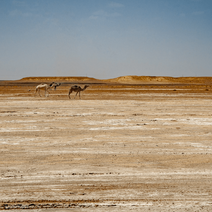 Between the Maghreb and the Sahel: Trans-Saharan Africa, Round Trip