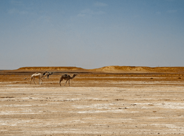 Between the Maghreb and the Sahel: Trans-Saharan Africa, Round Trip
